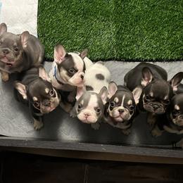 French Bulldog Puppies from Jenny Lorton