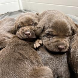 Dilute Retriever and Labrador Retriever Puppies from CKB Labradors