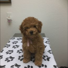 Cockapoo Puppies from Martin's Cockapoos