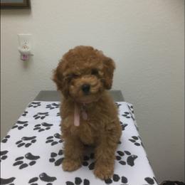 Cockapoo Puppies from Martin's Cockapoos
