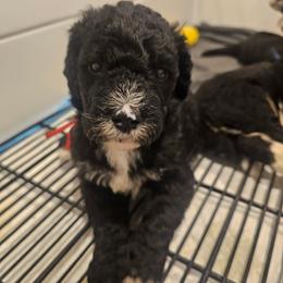 Red - Black and white male Bernedoodle puppy in Shelby, North Carolina from Forever Grateful Doodles