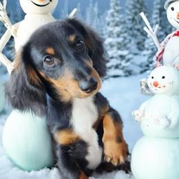 JW - Dachshund