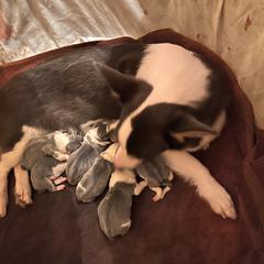 American Corgi, Cardigan Welsh Corgi, and Pembroke Welsh Corgi Puppies from Coopers Korner