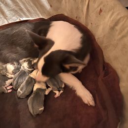 American Corgi, Cardigan Welsh Corgi, and Pembroke Welsh Corgi Puppies from Coopers Korner