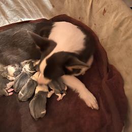 American Corgi, Cardigan Welsh Corgi, and Pembroke Welsh Corgi Puppies from Coopers Korner