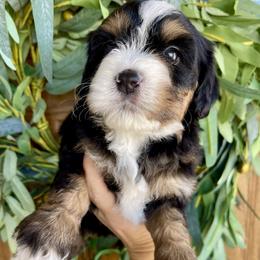 Spirit - Tri-color female Bernedoodle puppy in Superior, Arizona from Mountain Bridge Doodles