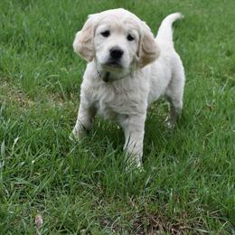 Golden Retriever Puppies from Lightning Oak Acres