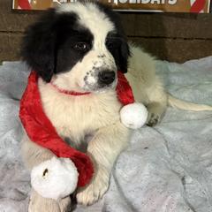 Karakachan Puppies from Bloomin' Acres