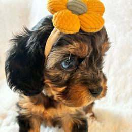 Pancake - Merle female Cavapoo puppy in Adrian, Oregon from ApplebyFarm