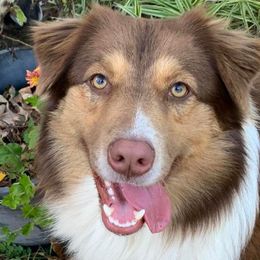 Australian Shepherds from Ridgeview Australian Shepherds