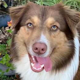 Australian Shepherds from Ridgeview Australian Shepherds