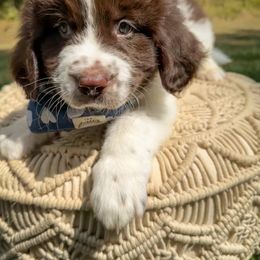 Assorted Doodle Crosses, Newfoundland, and Sheepadoodle Puppies from Sweet Creek Pups