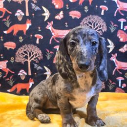 Olive Oyl - Black and tan female Dachshund puppy in Willard, Utah from Simply Sharing Love