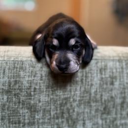 Whiskey Black and Cream Female - Black and cream female Dachshund puppy in Lakeland, Florida from Grazing Weeners