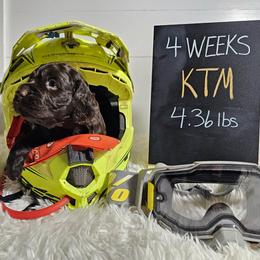 Boykin Spaniel puppies from Eagle Trail Kennels