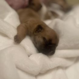 Girl 1 - Fawn French Bulldog puppy in Olive Branch, Mississippi from Letitia's French Bulldogs