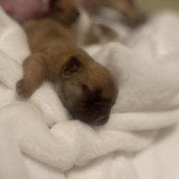 Girl 1 - Fawn French Bulldog puppy in Olive Branch, Mississippi from Letitia's French Bulldogs