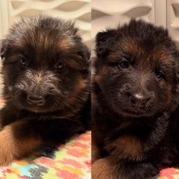 Girl 2 - Black and red female German Shepherd puppy in Valley Springs, South Dakota from Von Pasch German Shepherds