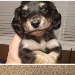 Bulldogs and Dachshunds from Sweetpea’s Kennel