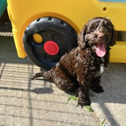 Wayne 15-20lbs - Chocolate male Australian Labradoodle puppy in Wamego, Kansas from Doodles of Oz