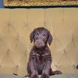 Labradoodle Puppies from Bollenberg Farm LLC