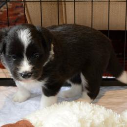 Holly - Black and white female Border Collie puppy in Olney, Illinois from Heronwood Border Collies