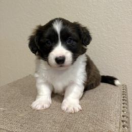 Gingerbread - Brindle and white male American Corgi puppy in Temple, Texas from Silver Moon Cardigan and American Corgis