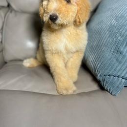 Journey - Cream female Goldendoodle puppy in Lake City, Florida from Dream Hollow Farm