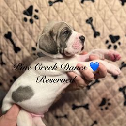 Fred - Great Dane puppy from Pine Creek Great Danes