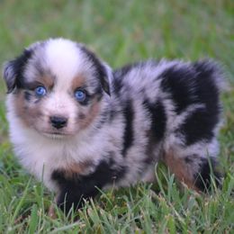 Slate - Blue Merle Male - Blue merle male Miniature Australian Shepherd puppy in Gravette, Arkansas from DiamondR Mini Aussies @ DiamondR Farm & Kennel