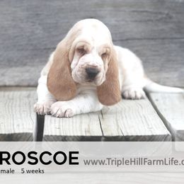 Roscoe - Red and white male Basset Hound puppy in Jefferson City, Missouri from Triple Hill Farm