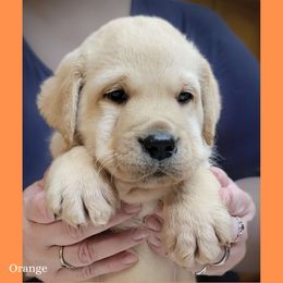Orange collar boy - Yellow male Labrador Retriever puppy in Nacogdoches, Texas from Westlane Dogs