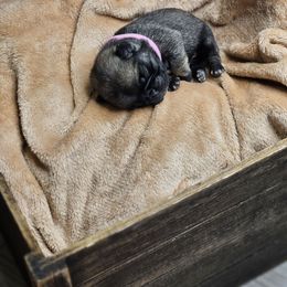 Pink collar - Fawn female Pug puppy in Sultan, Washington from Pawsome Pug Companions