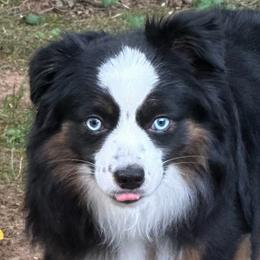 Australian Shepherds, Miniature American Shepherds, Miniature Australian Shepherds, and Toy Australian Shepherds from Dusty Spring Australian Shepherds, LLC