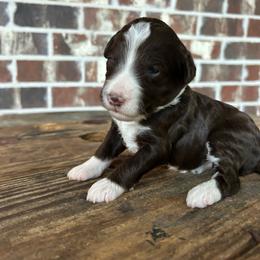 White Girl - Brown female Double Doodle puppy in Huntsville, Alabama from Winchester Doodles