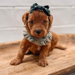 Iris - Red  female Goldendoodle puppy in Iola, Texas from Supreme Doodles of Texas