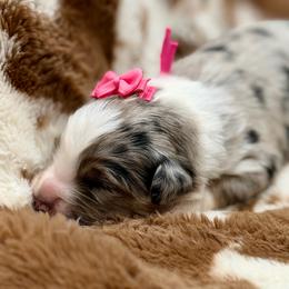 Pink collar - Blue merle female Miniature Australian Shepherd puppy in 32046, Florida from River Hill Ranch