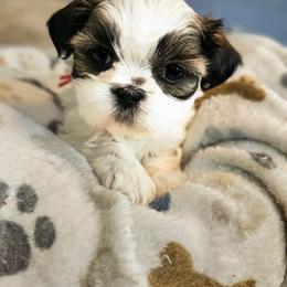 Poodle, Shichon, Shihpoo, Shih Tzu, and Shorkie Puppies from Ever After Tails