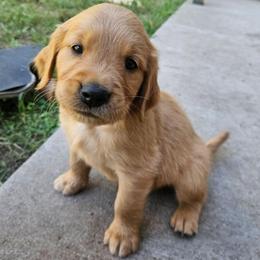 Parmesan - Golden male Golden Retriever puppy in Dayton, Minnesota from Akoya Kennels