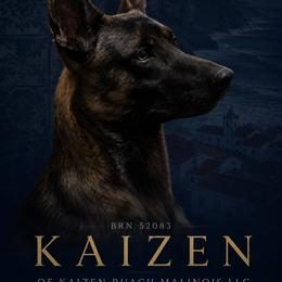 Kaizen of Kaizen Ruach - Belgian Malinois