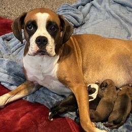 Boxer puppies from Esquivel Boxers