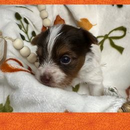 Bam Bam - White and tan male Morkie puppy in Davenport, Florida from Fanci Pants Parti Yorkies