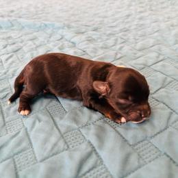 Girl 3 - Black phantom female Aussiedoodle puppy in Cedar Park, Texas from Lollipups Mini Aussiedoodles