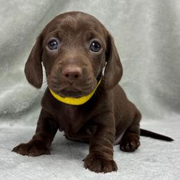 Female 1 - Chocolate female Dachshund puppy in Birmingham, Alabama from LongBottomDachshunds