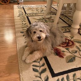 Aussiedoodle All Grown Up from White Pine Farm