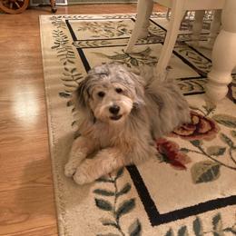 Aussiedoodle All Grown Up from White Pine Farm