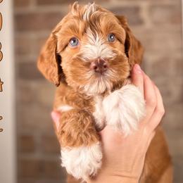Cobalt - Red male Australian Labradoodle puppy in Decatur, Alabama from Southern Meadows Doodles