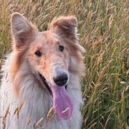 Collies from Rustic ridge collies