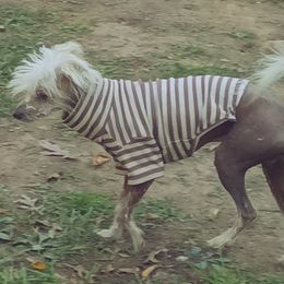 Nico - Chinese Crested