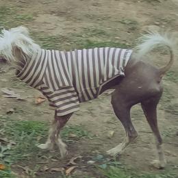 Nico - Chinese Crested